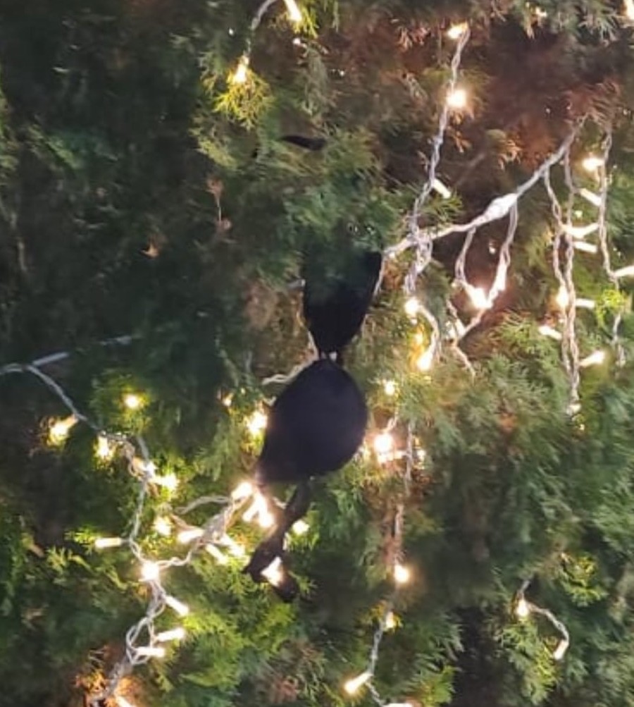 Botoșaniul s-a luminat de sărbători cu o surpriză neașteptată în parc