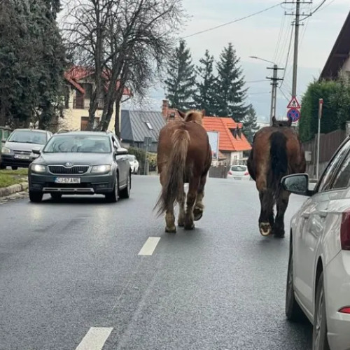 Doi cai au fost văzuți pe strada Gruia din Cluj-Napoca, printre mașini