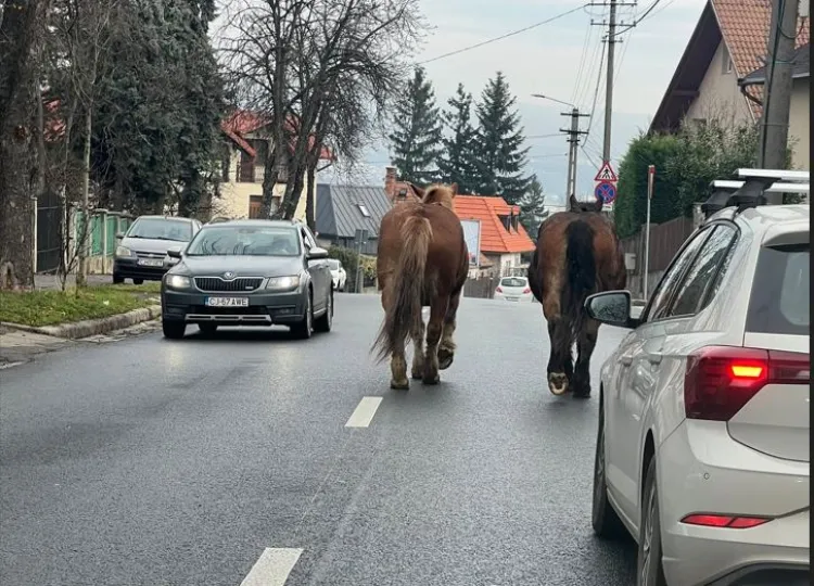 Doi cai au fost văzuți pe strada Gruia din Cluj-Napoca, printre mașini