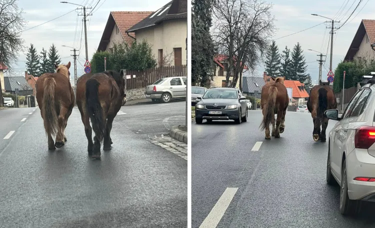 Doi cai liberi pe strada Gruia, surpriză neobișnuită pentru clujeni