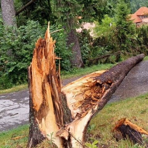 Vijelia a distrus o treime din spațiile verzi din Băile Tușnad în 2025