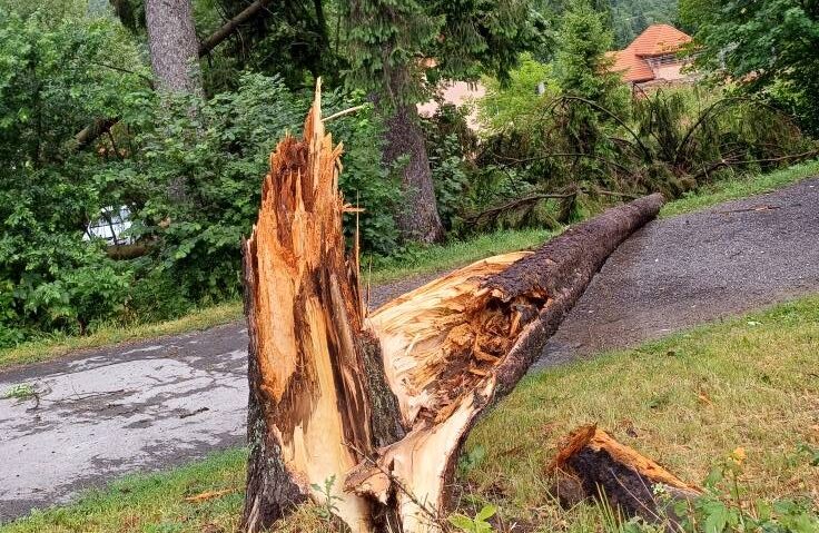 Vijelia a distrus o treime din spațiile verzi din Băile Tușnad în 2025
