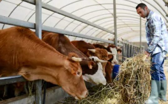 România va lansa o schemă de finanțare pentru animale de reproducție din 2026