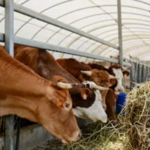 România va lansa o schemă de finanțare pentru animale de reproducție din 2026