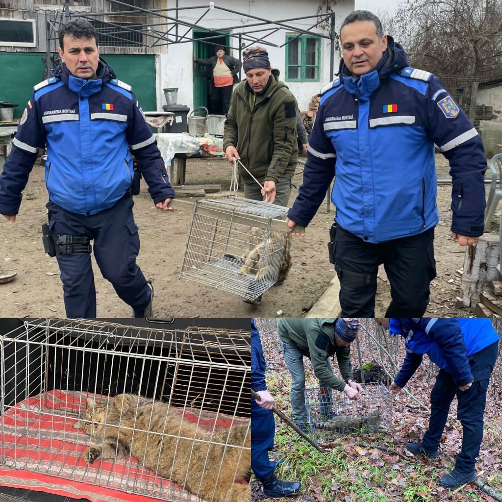 O pisică sălbatică capturată în siguranță de jandarmii montani în Tismana