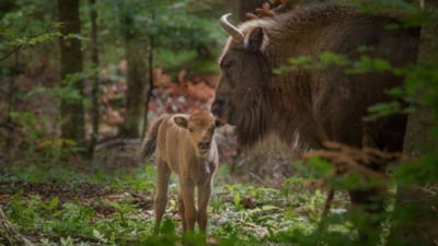 Zimbrii provoacă pagube și frică în comuna Brăduleț, Argeș