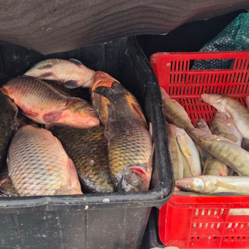Peste 100 de kilograme de pește confiscate de jandarmi în Constanța