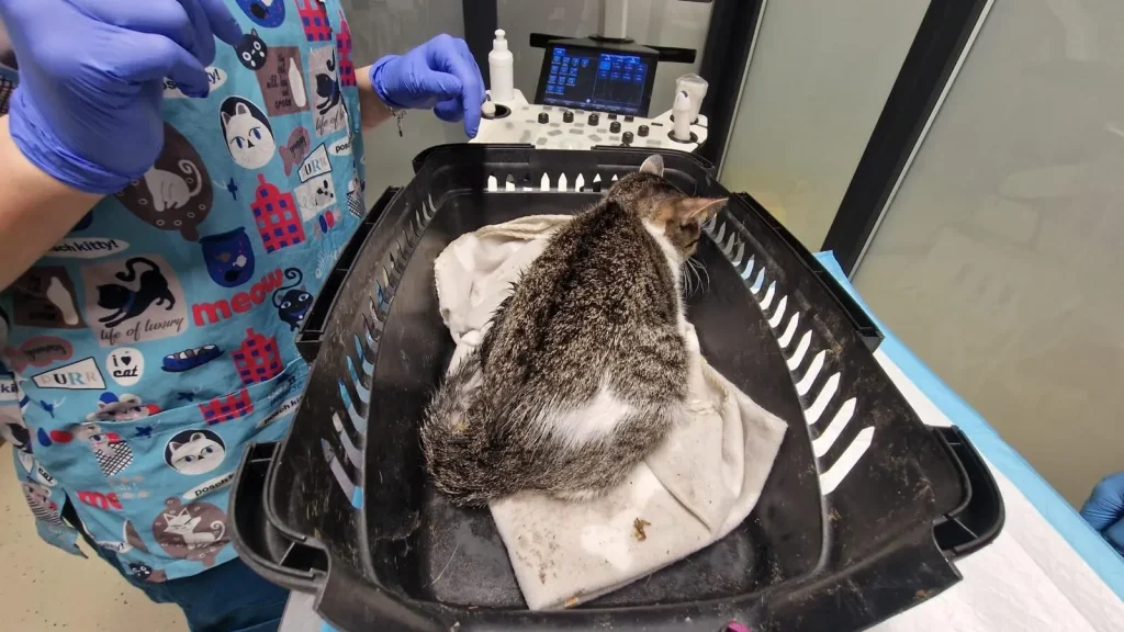 Bărbat reținut pentru rănirea intenționată a unei pisici în Sectorul 2