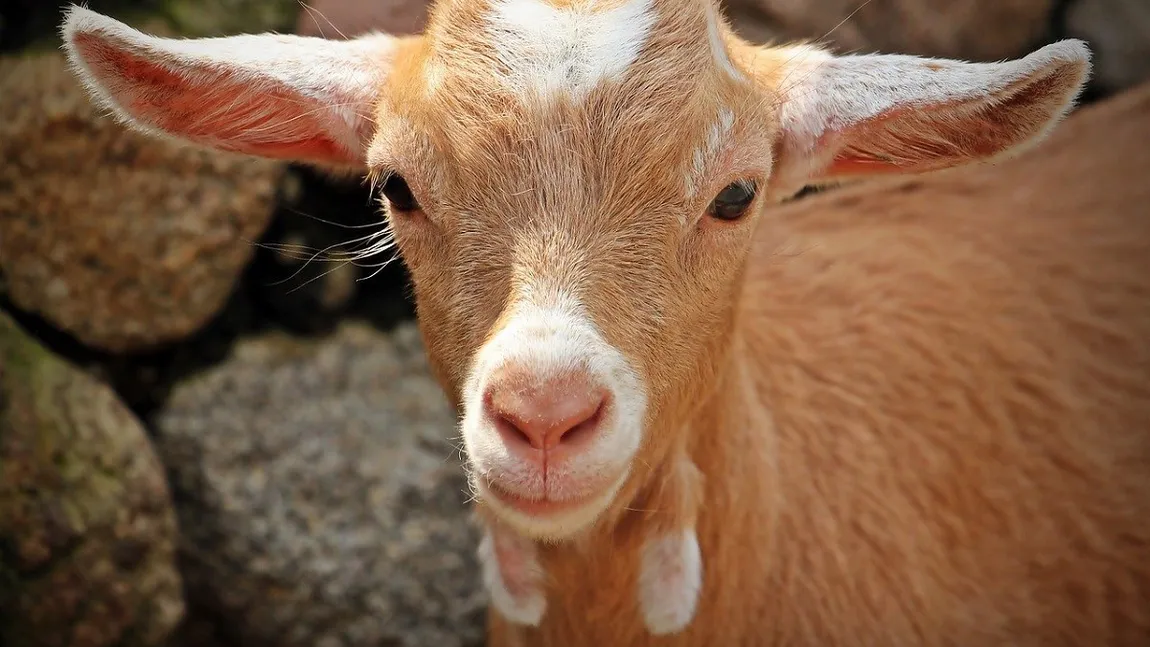 Tânăr din Pungești reținut pentru uciderea unei capre și amenințări