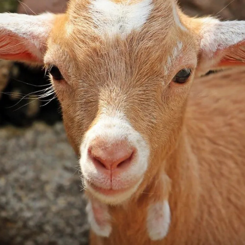 Tânăr din Pungești reținut pentru uciderea unei capre și amenințări