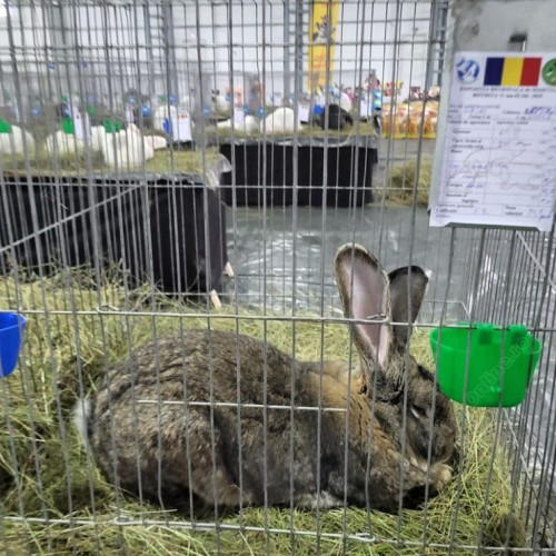 Crescători din întreaga țară se întâlnesc la expoziția din 13-14 decembrie