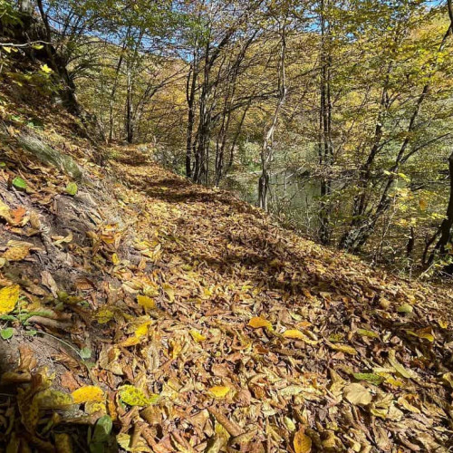 Romsilva plantează 2,8 milioane de puieți în campania de împăduriri de toamnă