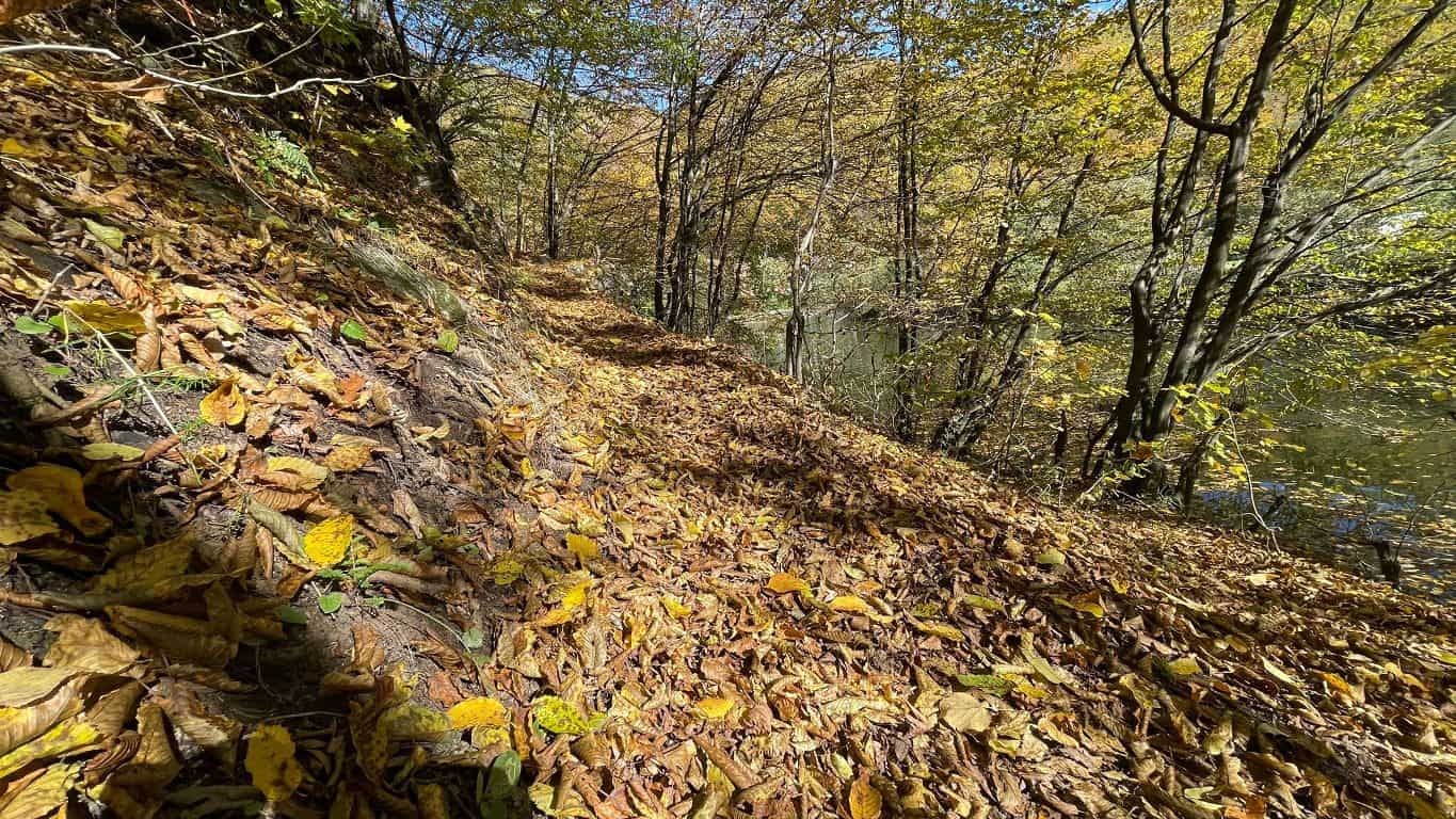 Romsilva plantează 2,8 milioane de puieți în campania de împăduriri de toamnă