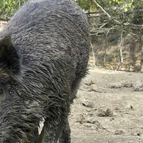 Primul caz de trichineloză la porc mistreț depistat în județul Alba înainte de sărbători