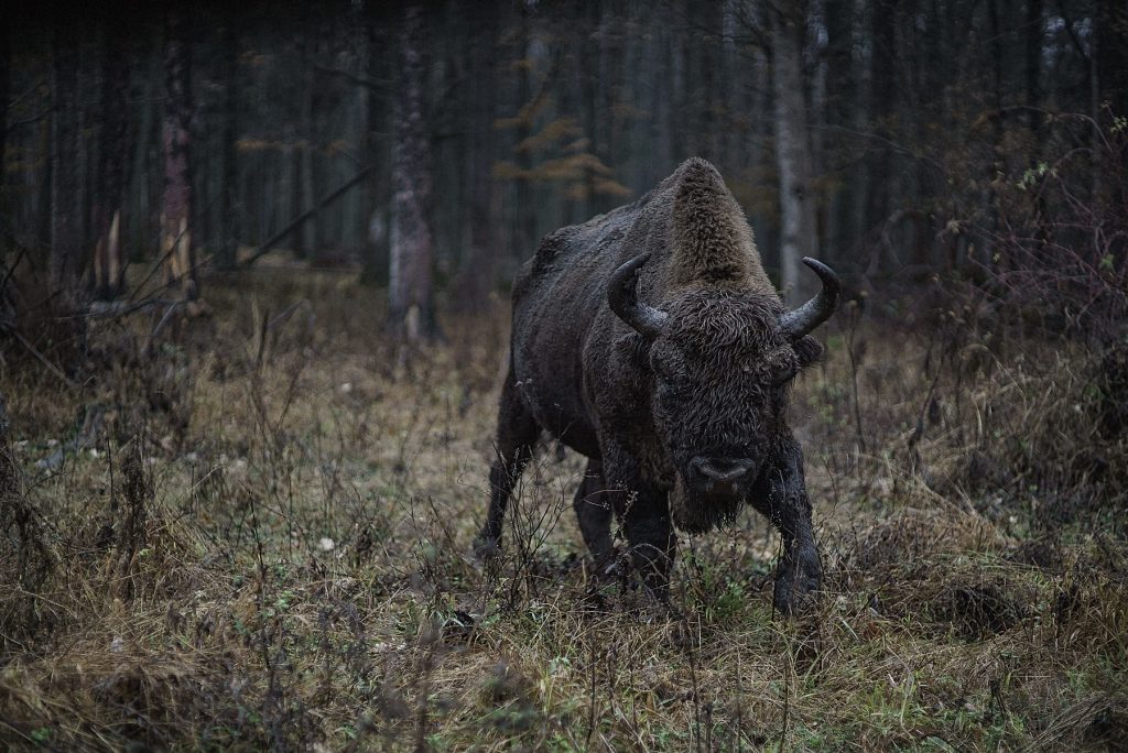 Zimbrii provoacă pagube și teamă în comuna Brăduleț din Argeș