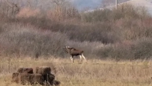 Un elan surprins în sălbăticie în județul Hunedoara stârnește interesul specialiștilor