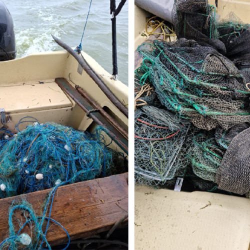 Acțiuni de protejare a biodiversității în Rezervația Biosferei Delta Dunării