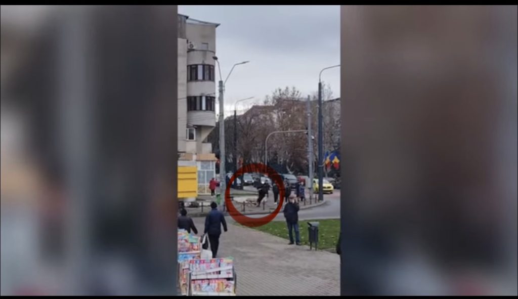 Porc evadat din piața din Vaslui provoacă haos și urmărire amuzantă