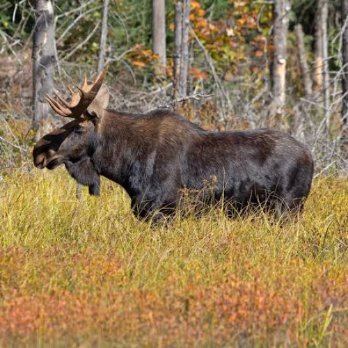 A fost confirmată prezența unui elan în județul Hunedoara