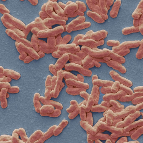 Caz de lepră confirmat la Cluj-Napoca: autoritățile monitorizează situația