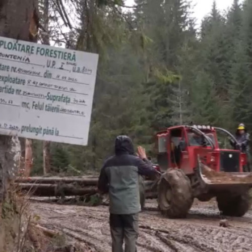 Activistul Dan Turiga denunță defrișările ilegale din pădurile virgine ale Carpaților