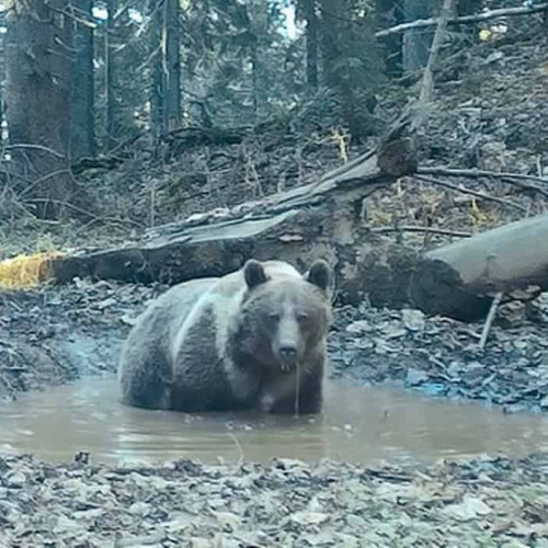 Imagini surprinzătoare cu urși care se scaldă în Parcul Natural Apuseni