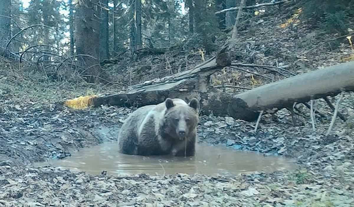 Imagini surprinzătoare cu urși care se scaldă în Parcul Natural Apuseni