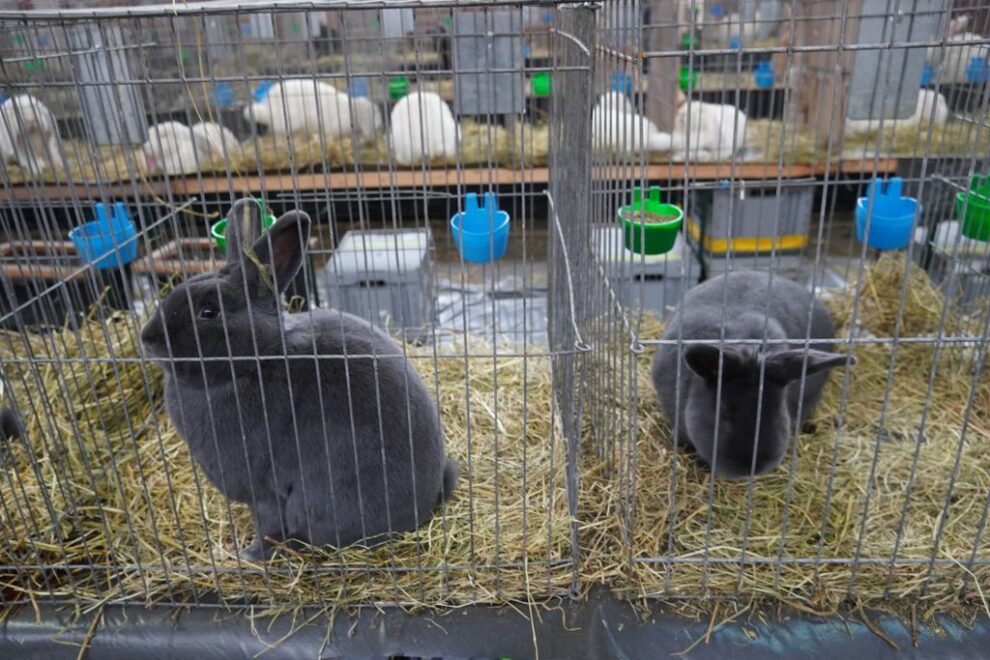 Expoziție unică în România dedicată exclusiv iepurilor masculi de rasă