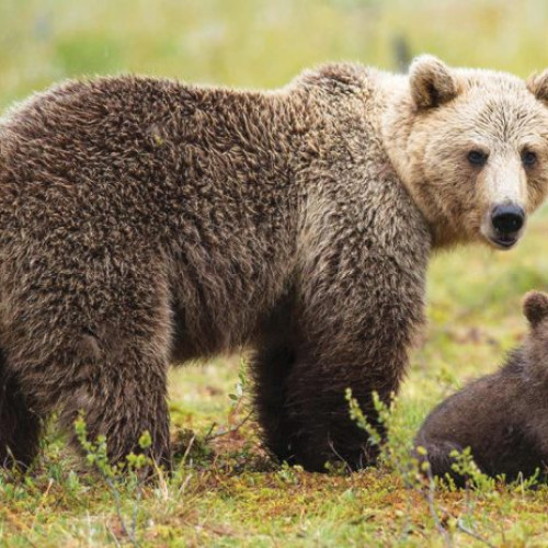 Populația de urși din România a crescut și acoperă aproape jumătate din țară