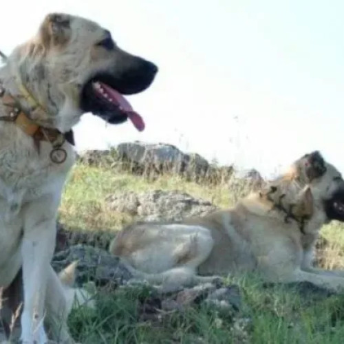 Câinii de la stâne cauzează probleme de siguranță pe două străzi din Cluj-Napoca