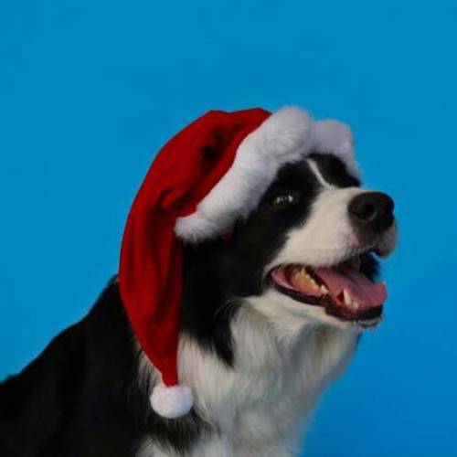 Zi plină de activități pentru iubitorii de câini, cu ateliere și consultanțe gratuite