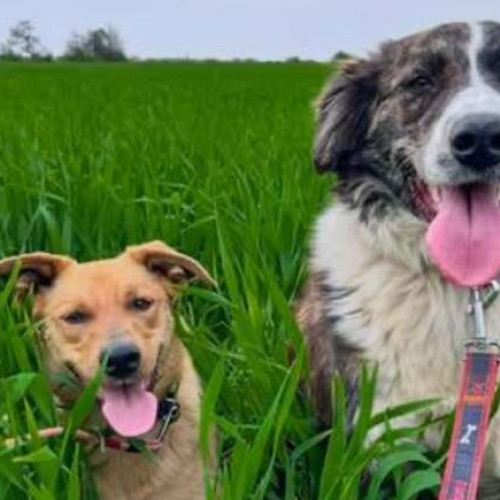 Happy Tails Timișoara organizează o licitație online de cărți