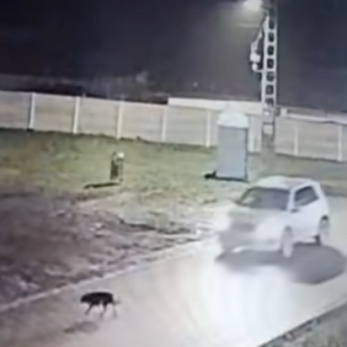 Șofer din Giarmata cercetat penal pentru uciderea unui câine pe strada Gării