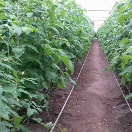 AUR propune eliminarea impozitului pe clădiri pentru construcțiile agricole specifice