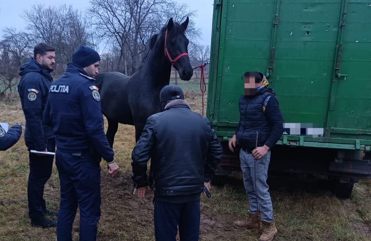 Trei cai declarați morți, găsiți la un târg ilegal în județul Brașov