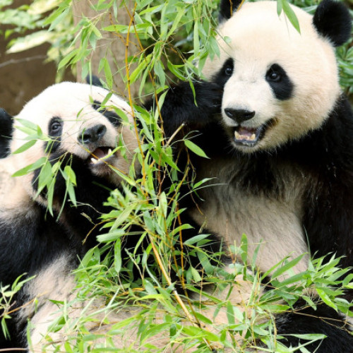 Doi urși panda uriași din Tokyo vor fi returnați Chinei în ianuarie 2026