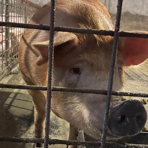 Autoritățile confirmă al doilea caz de trichineloză la porc în județul Alba