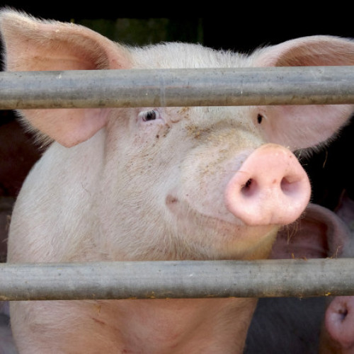 Conflict între doi bărbați din Prahova după tăierea porcului se termină cu o înjunghiere