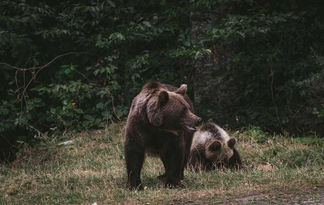 Ministerul Mediului estimează circa 12.000 de urși în România, cu cele mai mari populații în Harghita și Brașov