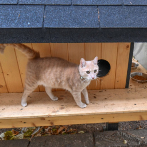 Primăria Sectorului 2 lansează programul „Blănoşii în siguranţă” pentru protejarea pisicilor comunitare