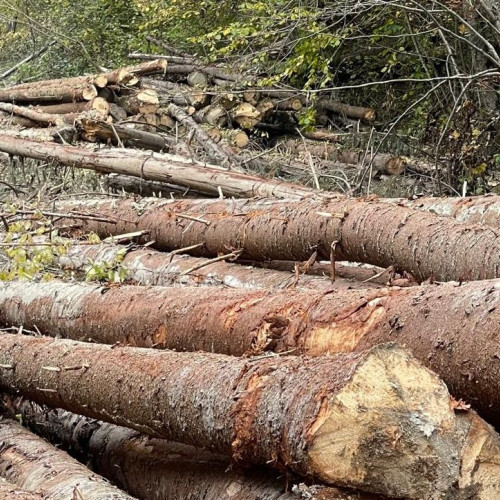 Ministerul Mediului anunță majorarea prețului mediu al lemnului cu peste 60% din 2026