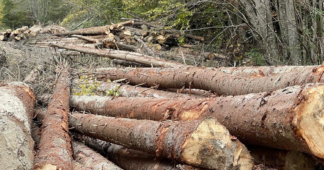 Ministerul Mediului anunță majorarea prețului mediu al lemnului cu peste 60% din 2026