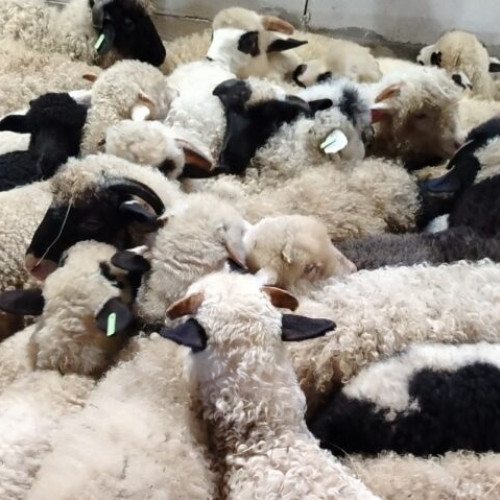 Fermierii protestează pentru neplata subvențiilor în fața AFIR