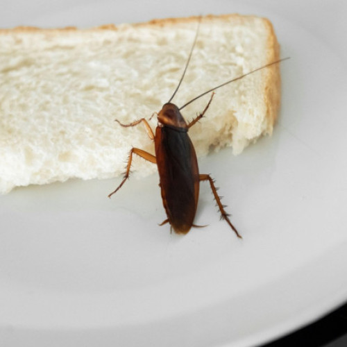 Managerul spitalului din Sebeş respinge acuzaţiile privind infestarea cu gândaci