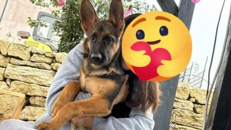 Familia din Vlaha oferă 10.000 de euro recompensă pentru găsirea cățelușei dispărute