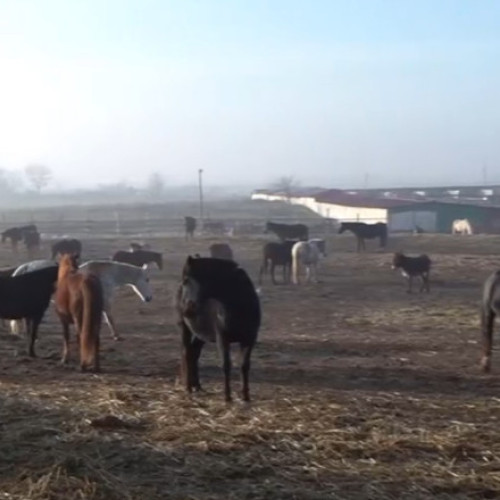 Adăpostul de cai din Dolj se confruntă cu riscul de foamete pentru sute de animale