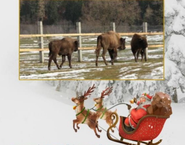 Rezervația Valea Zimbrilor din Vama Buzăului organizează o zi specială pentru vizitatori