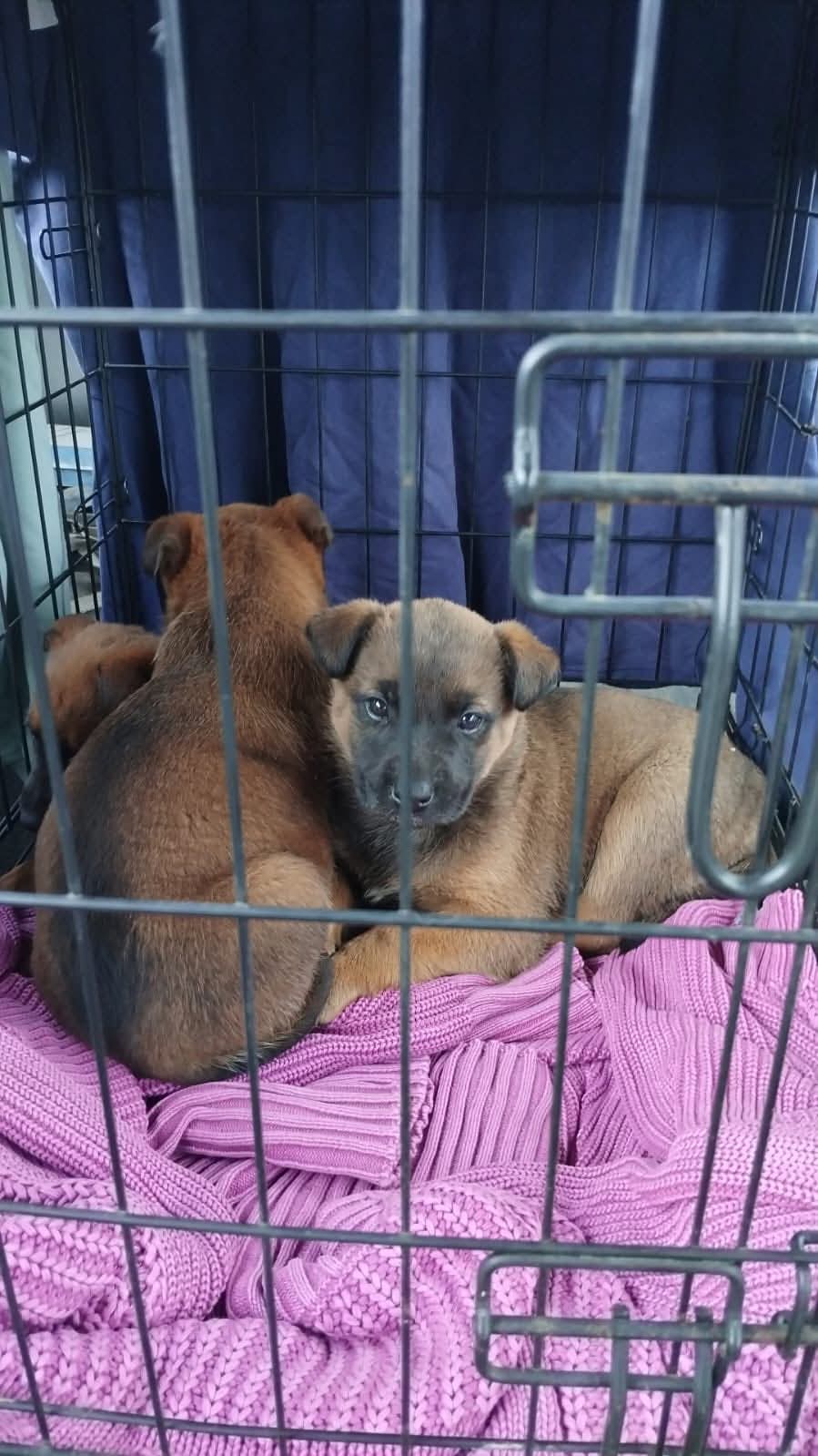 Serviciul pentru Protecția Animalelor intervine pentru salvarea puilor abandonați la Târgu Jiu