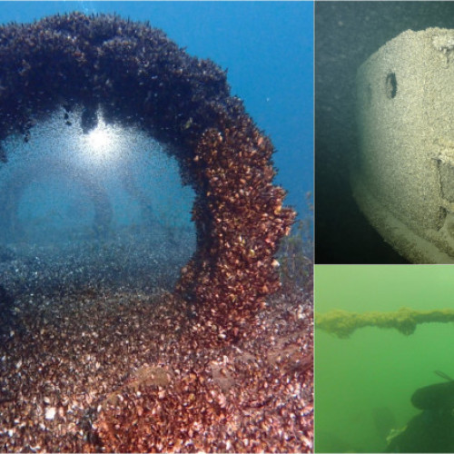 Moluștele invazive Dreissena bugensis schimbă ecosistemele lacurilor cu efecte ireversibile