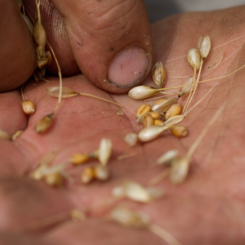 Cercetătorii observă modificări semnificative ale nutrienților din culturile agricole din cauza CO2